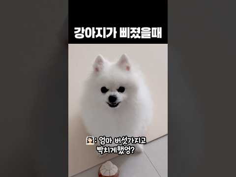 삑삑이가지고 장난쳐서 #삐진강아지 #강아지쇼츠 #강아지일상 #애견영상 #화이트포메라니안