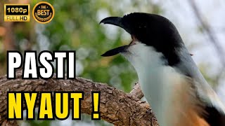 Download Lagu 🔴 MASTERAN BURUNG CENDET TEMBAKAN MATERI KOMPLIT COCOK BUAT ISIAN BURUNG ANDA #1 MP3 Download Lagu 🔴 MASTERAN BURUNG CENDET TEMBAKAN MATERI KOMPLIT COCOK BUAT ISIAN BURUNG ANDA #1 MP3