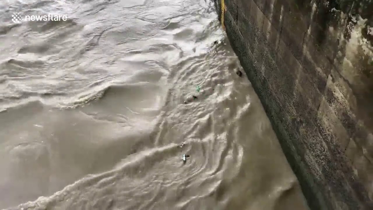 Incredible moment man risks life to save drowning calf in northeastern ...