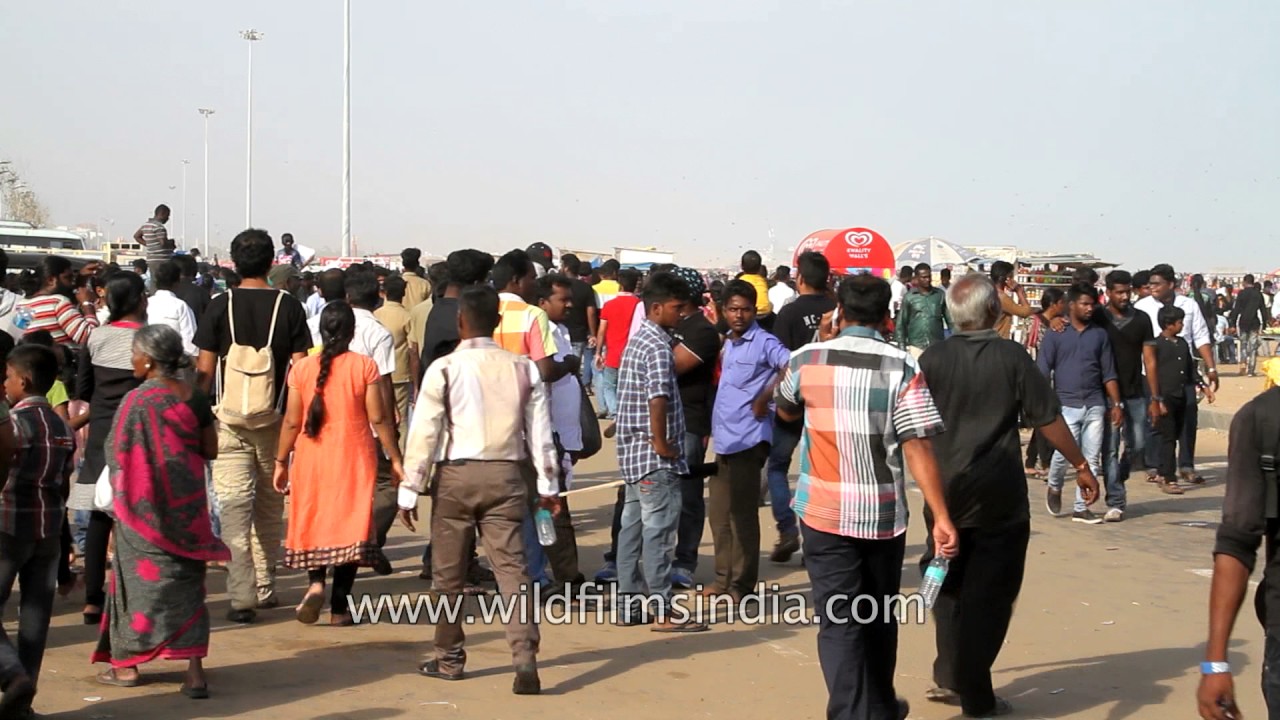 People protest against ban on Bull-taming festival in Chennai