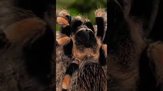 Black & Orange tarantula Walking....... Free Stock Footage Video | No Copyright Black & Orange tarantula Walking....... Free Stock Footage Video | No Copyright