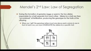Chapter 11 Lesson 4 Review of Mendel's Priciples
