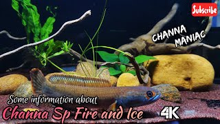 Channa sp Fire and ice - 4K  #Firenice #channidae #channaspfireandice