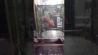 ikan chana #ikanchana #chana #quotes #explore #inspiration #story #motivation #shortvideo