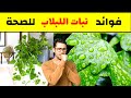 ما هو نبات اللبلاب واستخداماته فوائد شاي ورق اللبلاب للكحة والبلغم والانفلونزا اضرار اللبلاب 