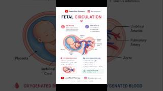 Fetal Circulation Explained Easily | Placenta, Umbilical Cord &amp; Shunts (NEET Nursing) #fetalmedicine