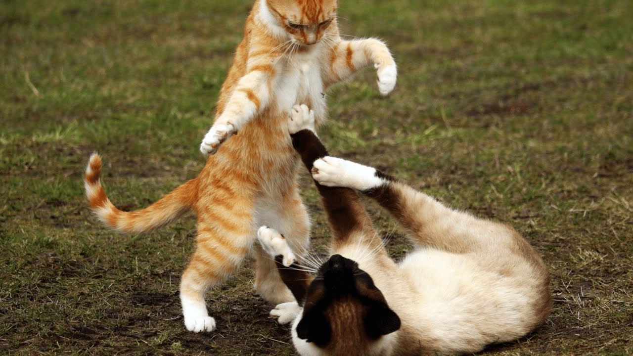 Gatos falando em português e inglês tente não rir! . . . . #gatosengr