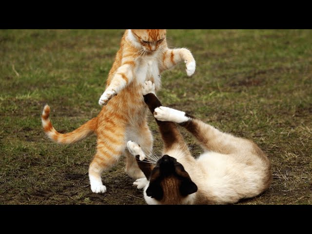 Gatos engraçados #tentenãorir #gatosengraçados #videodegatos #videosen