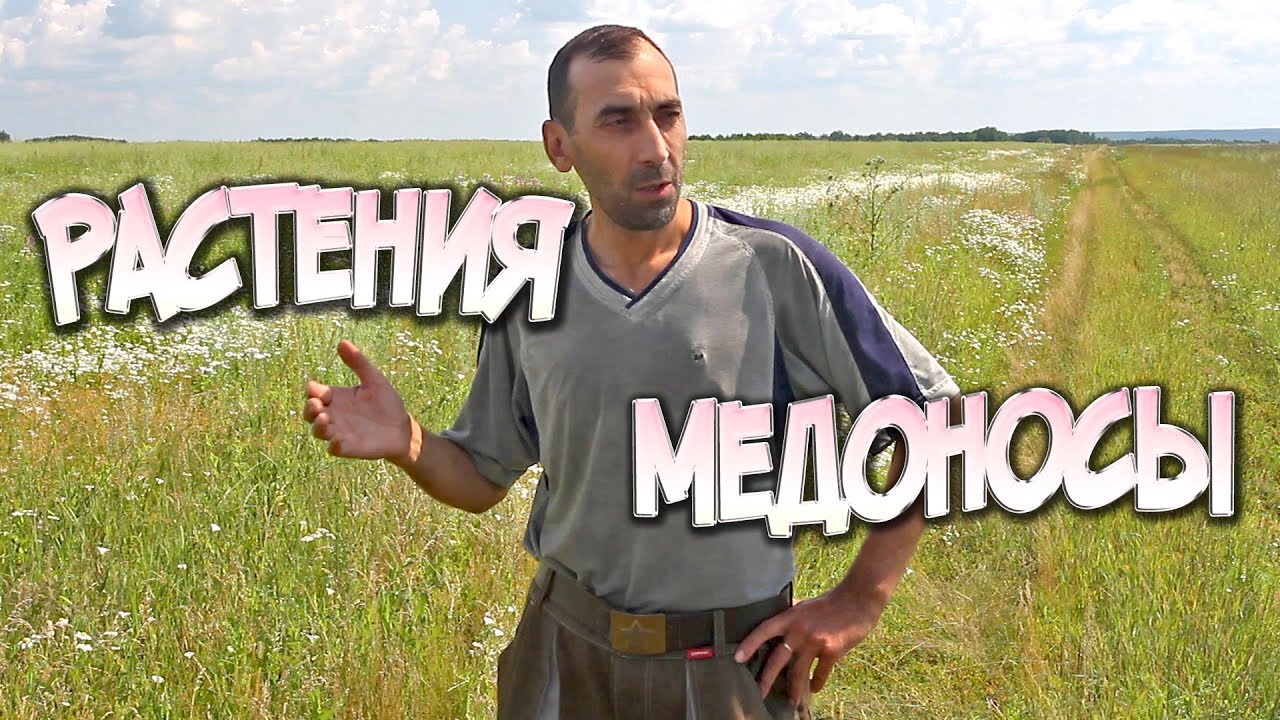 Растения медоносы