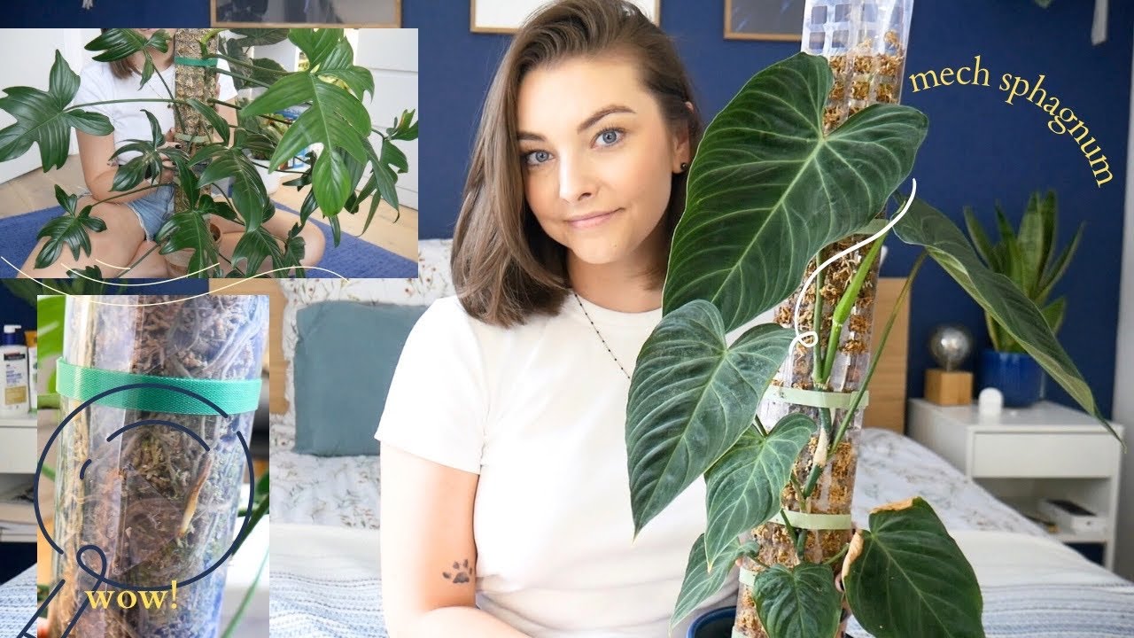 Wszystko o PALIKACH Z MCHU | Materiały, ceny i pielęgnacja