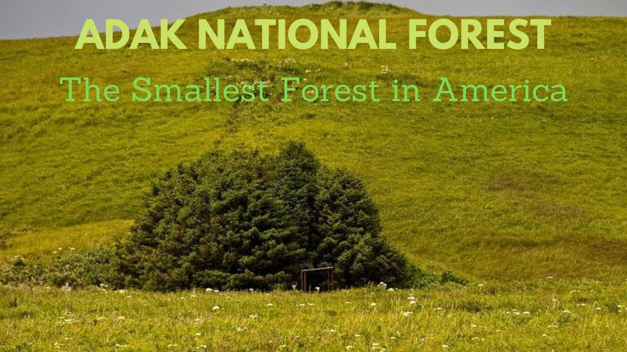 Adak National Forest The Smallest Forest in America YouTube