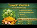 Куркума Яванская Curcuma xanthorrhiza - порошок