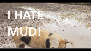 I HATE MUD! HOW TO FIX YOUR MUDDY BARN YARD! KEEP LIVESTOCK DRY! ADD SAND TO YOUR PIG PEN!