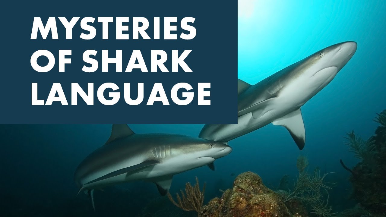 3 Fun Facts About Shark Communication