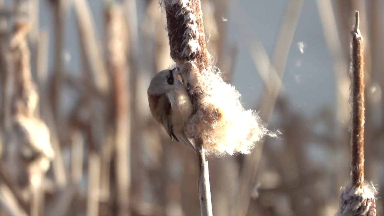 2020 01 10 Buidelmezen in de Groenzoom