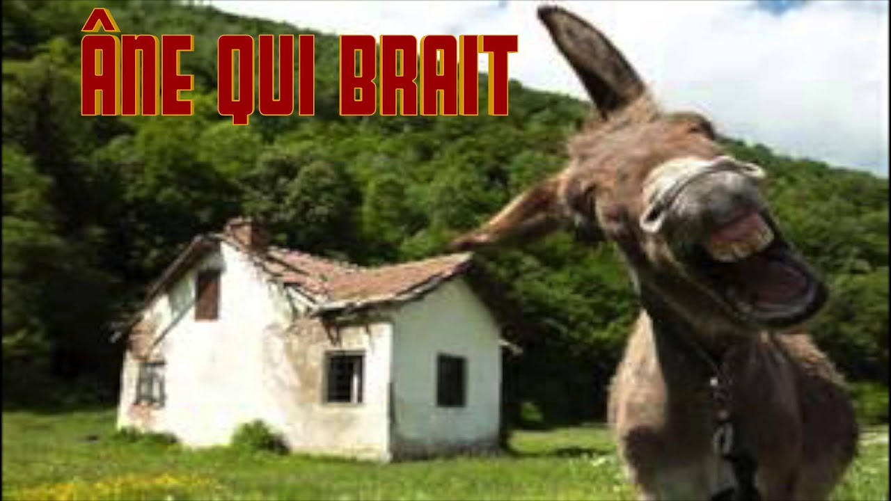 Ane Qui Brait Le Cri De L Ane Youtube