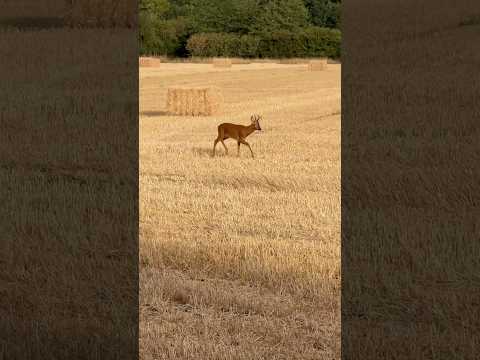 A Close Call! 🥵😅🦌 #hunting