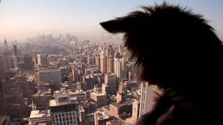 Yorkie Puppy Movie: NYC Travel Guide For Pets