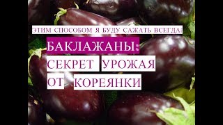 Выращивание Баклажанов Методом Кореянки. Так Баклажаны Буду Сажать Всегда!