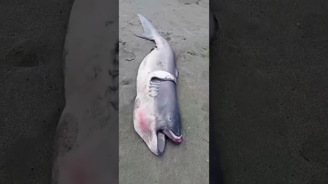 Megamouth 14th. Nov. 2023