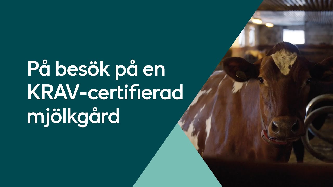 Axfood besöker den KRAV-certifierade mjölkgården Björkby gård