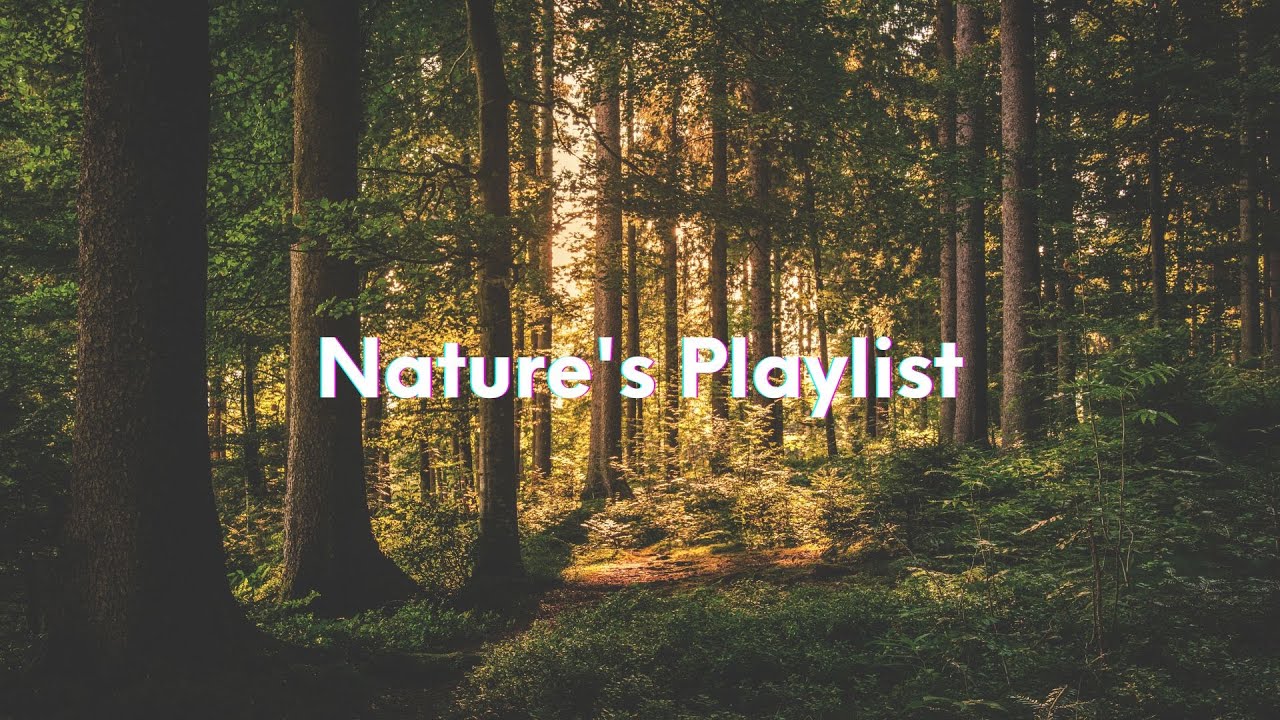 Nature's Playlist: Forest-Inspired Emotional Pop Tracks