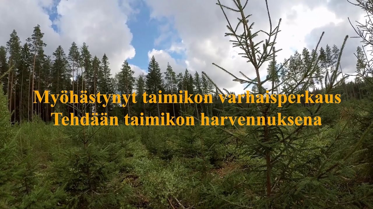 Myöhästynyt taimikon varhaisperkaus. Aikaistettu taimikon harvennus. Taimikonhoito Ulvila
