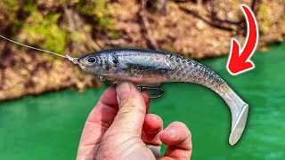 This Bait Makes PERFECT Sense (Berkley Cull Shad)