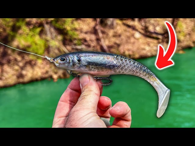 This Bait Makes PERFECT Sense (Berkley Cull Shad) 