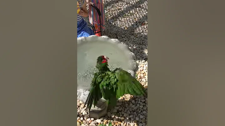 Conure takes a REAL bird bath!
