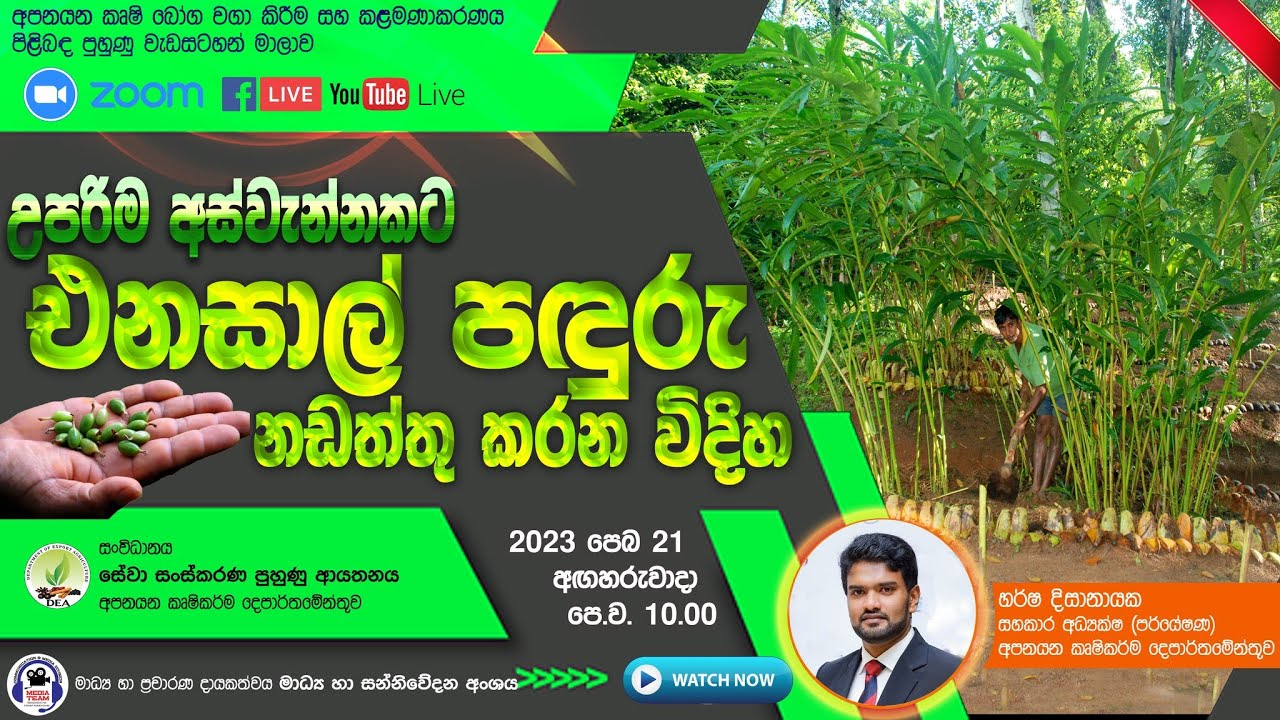 උපරිම අස්වැන්නකට එනසාල් පඳුරු නඩත්තු කරන විදිහ