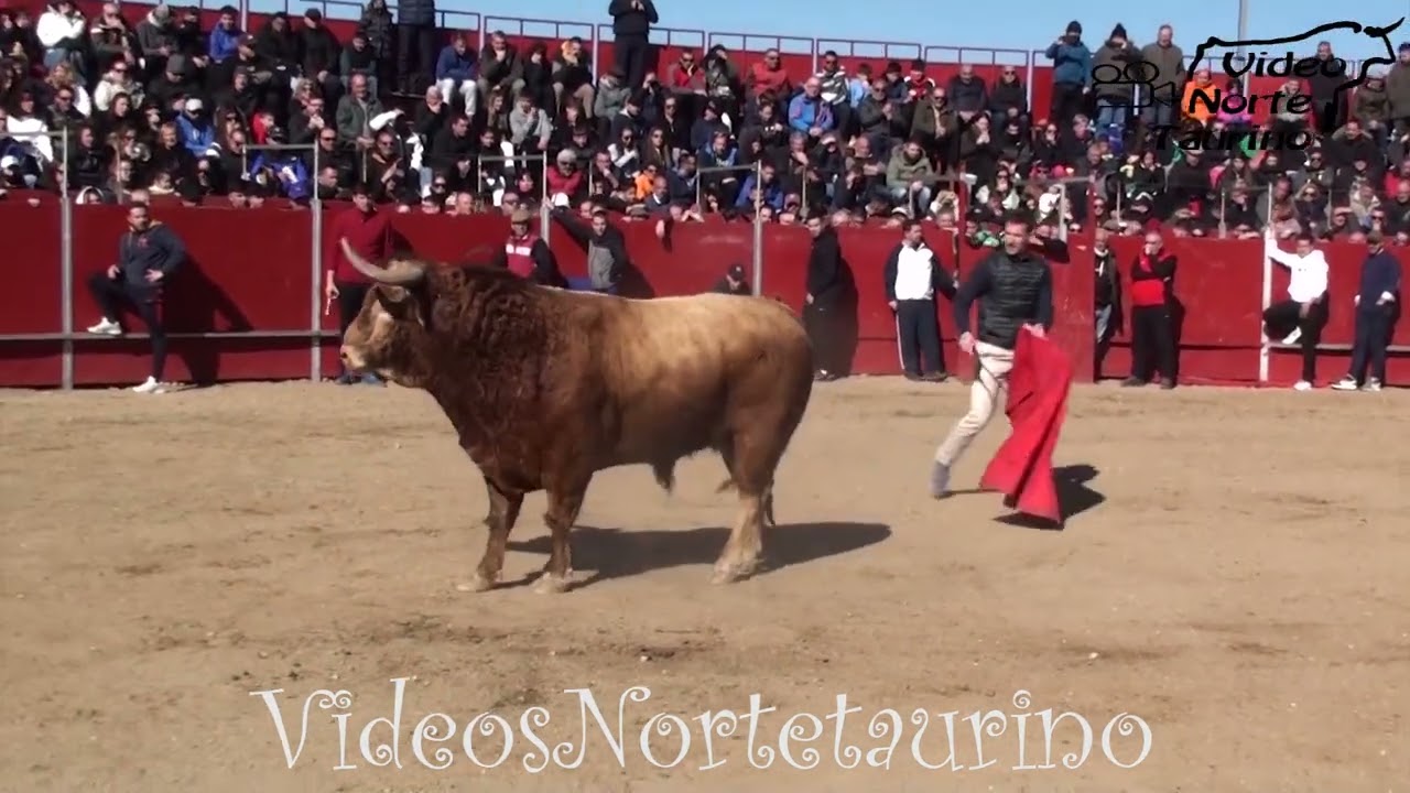 Ajalvir (Madrid) 11-02-2023 Encierro y Capea Mañana