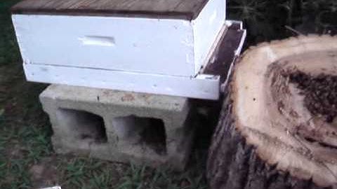 moving  honeybees from a log to a hive