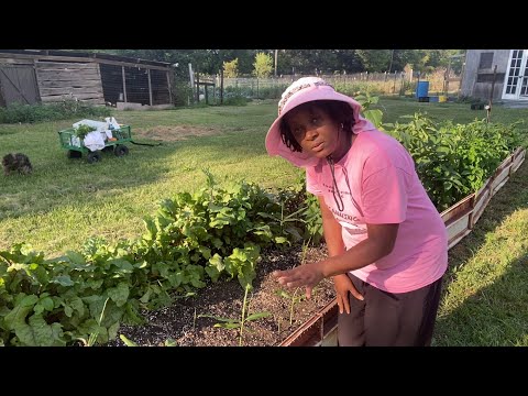 I Love Growing Ginger In Raised Beds ~ Easy Peasy!