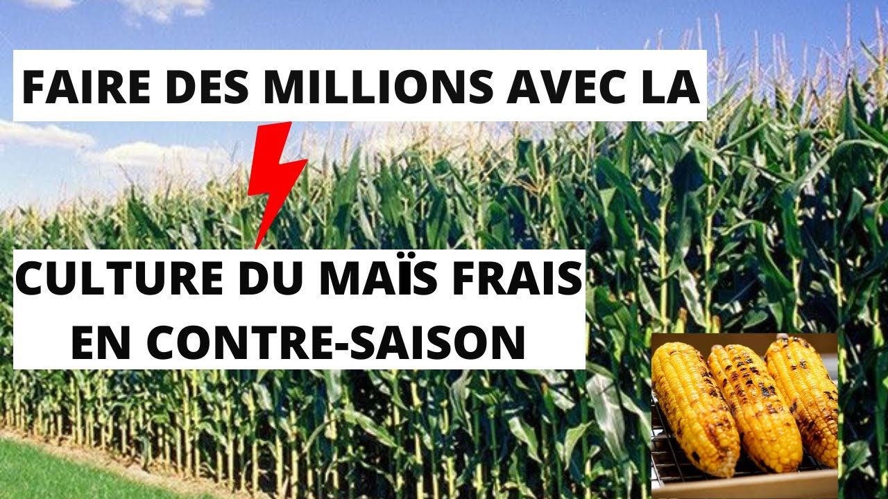 Faire des MILLIONS avec la CULTURE DU MAIS FRAIS en Contre-saison