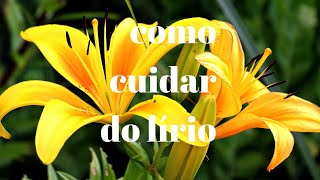 Aprenda Como Cuidar do Lírio Amarelo ! - GPA Brasil