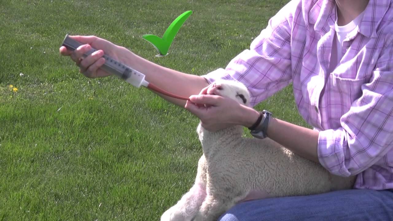 How to Tube Feed Lambs and Kids YouTube