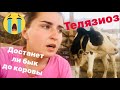 Ослепла беременная телка 😭 корова гуляет ПО ТИПОХОМУ