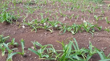 Củ giống Trinh nữ hoàng cung