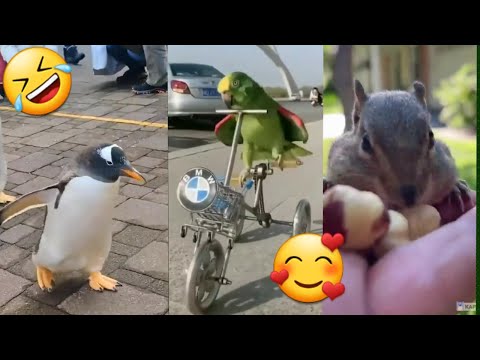 Video Biệt đội thú cưng siêu hài, Funny Animals, Khoảnh khắc... - youtube