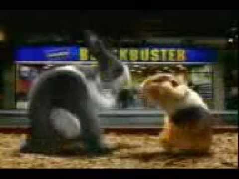 Marmut vs kelinci(dance)