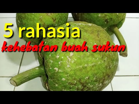 Video: Carob - Khasiat, Manfaat, Aplikasi, Kandungan Kalori, Vitamin