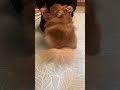 【食べる!】テンションが上がる母とポメラニアン🤣