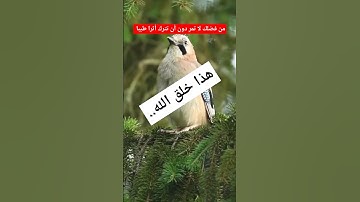 القرآن_الكريم #سورة_لقمان#quran #اكسبلور