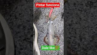 #eging #fishing #calamares #pesca #pesca #hart #pintar