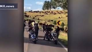 A bison reportedly protects it young by grabbing woman belt and
tossing her around.