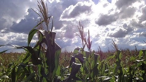 Global Food Assistance Outlook Brief (October 2016)