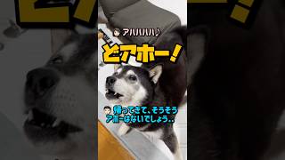 「どアホー！」柴犬、帰宅早々のパパに喝っ！ww😅