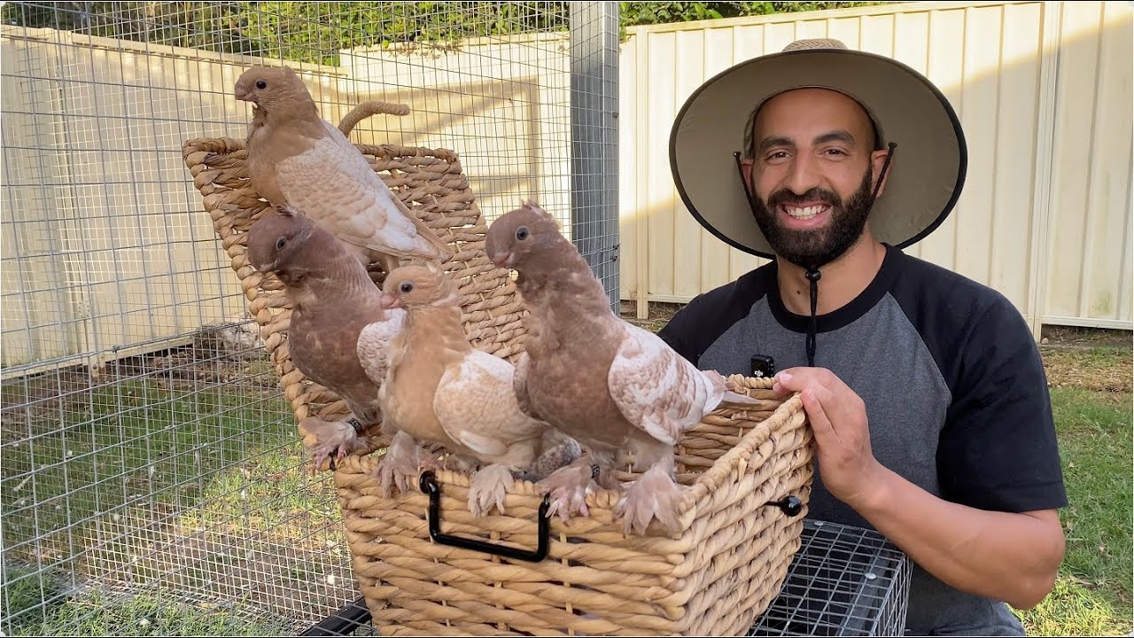 Кормление птенцов восточных плащевых голубей