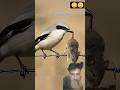यह पक्षी नहीं कसाई है🤯#facts #wildlife #shorts #birds #interestingfacts #wildlifestory